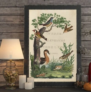 Poster Print Colorful Birds of Netherlands Eggs Ornithology Farmhouse Decor - Picture 1 of 6