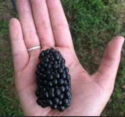 RARE GIANT BLACKBERRY Fruit plant Tree 20 SEEDS- Combined Shipping ( USA seller) - Image 1 of 4
