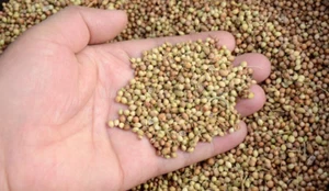 Coriander Whole Seeds Natural Herbal Spices Premium Quality Free 50g Pack Add - Picture 1 of 9