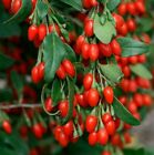 Nasiona czerwonych jagód Goji Lycium ruthenicum chińska himalajska czerwona roślina wolfberry