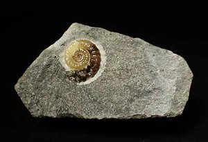 Calcite Promicroceras ammonite fossil display piece 19mm Jurassic Coast Fossils - Picture 1 of 5