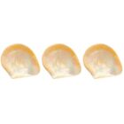  3 Count Caviar Shell Plate Natural Plates Home Shaped Serving Dish Tableware