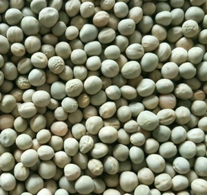 grüne Erbsen 5kg Futtererbsen Taubenfutter - Bild 1 von 1