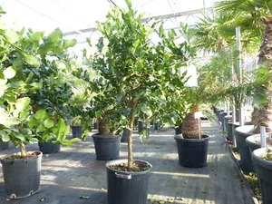 Citrus Hystrix Papeda Combava 180 cm Kaffirlimette Kaffernlimette Zitruspflanze - Bild 1 von 4