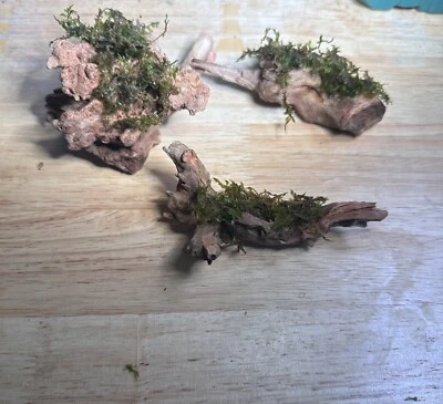 ACE AQUATICS Driftwood With live Java Moss ( OUT OF STOCK )