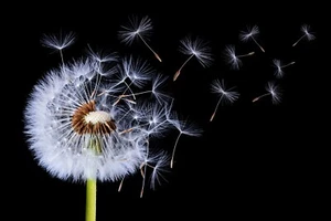 Photo Art Wall Mural-DANDELION-(6327)-NON WOVEN-Wallpaper-Real Nature Flower XXL - Picture 1 of 1