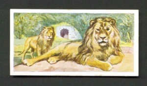 1937 Alpin & Barrett Whipsnade #14 LIONS Wildlife Trade Card - Picture 1 of 2