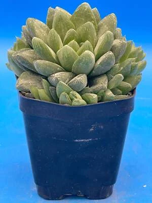 Haworthia Cymbiformis - Cathedral Window Haworthia - Shown in 3.5” pot - Image 1 of 4