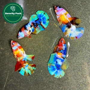 Koi Nemo Yellow Base Female Betta Sorority | Successful Sorority Pack - Picture 1 of 2