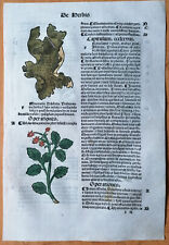 Original Post Inkunabel Hortus Sanitatis Koloriert Prunella Venedig 1511