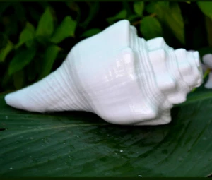Natural Blanco Sonido Puja Blowing Original Caña Concha Hindú Religion Pooja - Picture 1 of 6