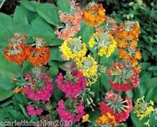 Primula candelabra - Harlow Car  flowers Hardy multi colour perennial 100 Seeds
