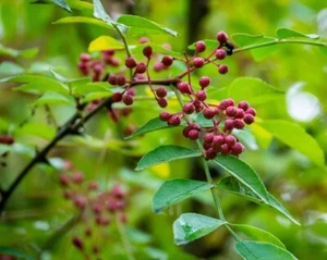 3 Nähte Sichuan-Pfefferstäbchen - Zanthoxylum Piperitum - Falscher Pfeffer + Hormon - Bild 1 von 2