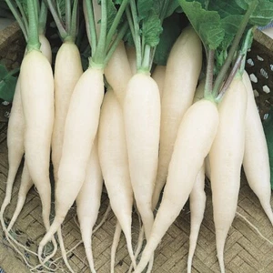 1/4 Lb White Icicle Radish Seeds - Everwilde Farms Mylar Seed Packet - Picture 1 of 2