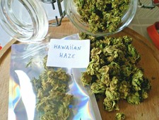 Hawaiian Haze chanvre 'Suisse' infusion bien-être