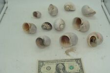 Lot of 10 Hermit Crab Shells For Aquariums (Straight From Ocean)  Not Synthetic