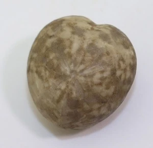 Seeigel, Micraster mengaudi, Kreide, Santon, Olazagutia, Spanien -m16 - Picture 1 of 6