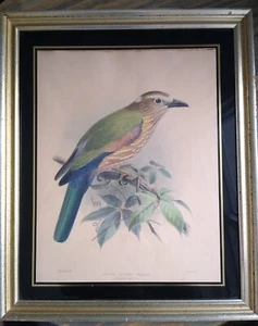 J. G.  KEULEMANS RUFOUS CROWNED ROLLER BIRD LITHOGRAPH 14.5 X 17.5 ORIGINAL - Picture 1 of 10