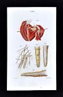 1867 Masse Human Anatomy Print Nervous System Brachial Plexus Palm Finger Nerves