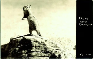 Postal con foto real RPPC Chipmunk Nuts abut Oregon - Imagen 1 de 2