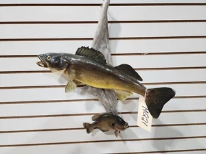 Beautiful Real Skin Walleye/blue Gill Taxidermy Wall Mount Art Wildlife - Picture 1 of 4