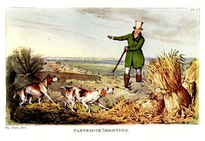 PUNTERO INGLÉS, TIRO DE PERDIZ, PERRO PISTOLA DE CAZA DE PÁJAROS 1903 IMPRESIÓN ALKEN - Imagen 1 de 1