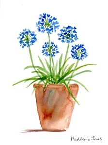 Agapanthus in Terracotta Pot 5.5in x 7.5in Original Watercolour painting - Picture 1 of 1