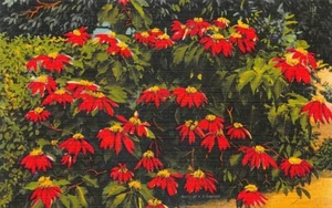 Miami FL "The Patriot Jungle" "The Patriot Jungle" Flowers ,Tichnor Postcard - Picture 1 of 2