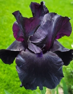 Hohe Iris ANVIL OF DARKNESS Schwertlilie TB Bart-Iris barbata Rhyzom Pflanze - Bild 1 von 24