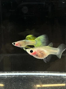 1 TRIO LIVE GUPPY FISH GLASS BELLY PINKU USA SELLER - 1 MALE 2 FEMALE - Picture 1 of 5