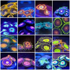 Zoa Pack of 8 different Types of Colorful Zoa by Zoa.World with Free Shipping