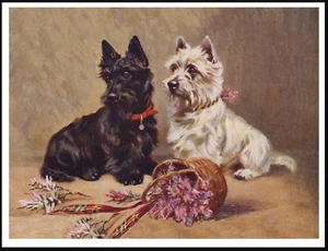 WESTIE WEST HIGHLAND WHITE & SCOTTISH TERRIER VINTAGE STYLE DOG ART PRINT POSTER - Foto 1 di 1
