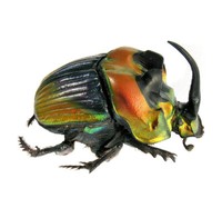 Insect Hypselogenia corrosa Pair 25mm+//- ....!! Tanzania