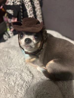 Doggie Cowboy Hat! - Image 1 of 4
