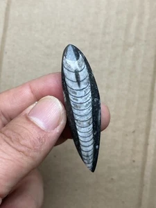 Lucidatura esemplare roccia Sinoceras epoca ordoviciana naturale 61 mm - Foto 1 di 14