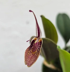 miniature Orchidee Restrepia Spp. 03954 - Bild 1 von 2