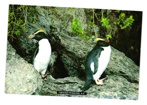 Cartolina Pinguini Crestati Nuova Zelanda Tiki Cartolina Vintage Fotografia Natura - Foto 1 di 2