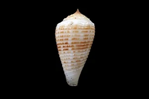 Seashells- Conus rolani "Rolan's cone - 48mm - Picture 1 of 3
