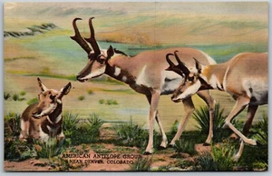 Vtg Denver CO Colorado Museum of Natural History American Antelope Postcard - Picture 1 of 2