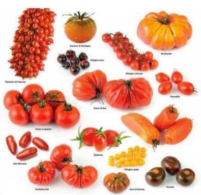 300 TOMATO SEEDS IN MIX 15 VARIETIES + FREE - Image 1 of 3