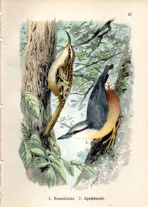 1899 HOFFMANN BIRDS CHROMOLITHOGRAPH eurasian nuthatch, common treecreeper - Picture 1 of 3