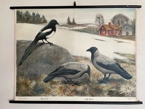 Vintage ELSTERN Schultafel pädagogische Wandtafel Zoologie Vögel Nils Tiren - Bild 1 von 12