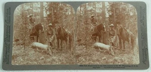 HUNTRESSES IN ELK COUNTRY WYOMING WOMEN HORSES GAME STEREOVIEW - Picture 1 of 2