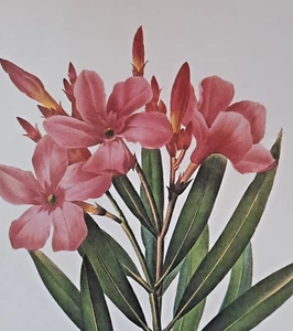 Botanical Pierre Joseph Redoute Red Flower NERIUM Print Plate 71 LAURIER ROSE - Picture 1 of 2