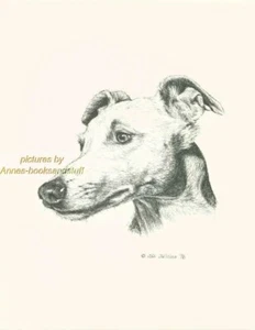 #120 WHIPPET portrait dog art print * Pen and ink drawing * Jan Jellins - Picture 1 of 1