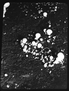 DIAPOSITIVA LINTERNA MÁGICA HONGOS Nº4 C1910 FOTO FRANK E NEWMAN FRHS HONGOS WATFORD - Imagen 1 de 3