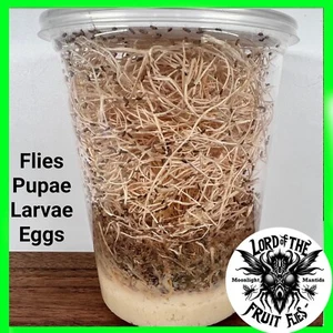 🪰 Fruit Fly Culture (Small Fruit Fly: D. melanogaster) - 32oz - Picture 1 of 5