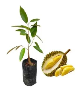 Durian Plant Express Service - Imagen 1 de 3