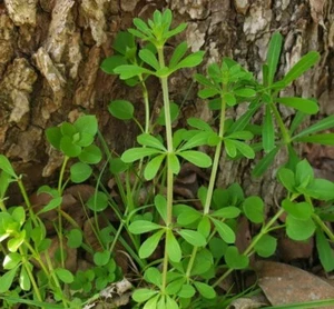 50++ Cleavers Herb SEEDS (Galium aparine) Heirloom Sticky Willie, Medicinal 3/25 - Picture 1 of 2