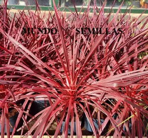 Cordyline Australis - Spectacular Colours - 20 Seeds - Fresh Seeds - Picture 1 of 1